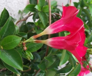 Mandevilla_sanderi_a2