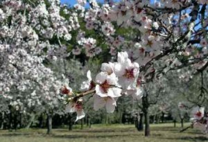 Quinta de los molinos