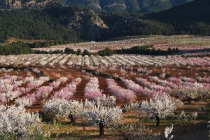 almendros en flor