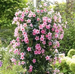 cream_pink_mandevilla_M