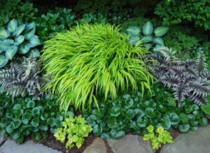 hakonechloa-herbacea-japonesa