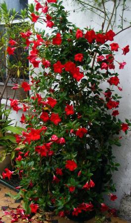 La Mandevilla, una trepadora que llenará de color tu jardín