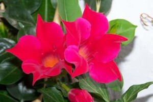 mandevilla-o-dipladenia1