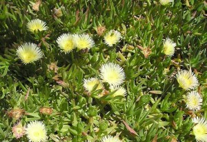 Carpobrotus_edulis_amarilla