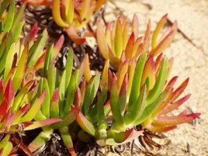 Hojas Carpobrotus