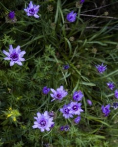 Catananche Caerulea