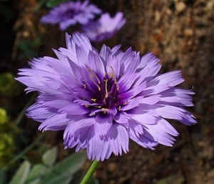 Catananche_caerulea_flor