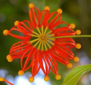 Flor de stenocarpus