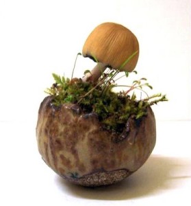 Hongo planta acento
