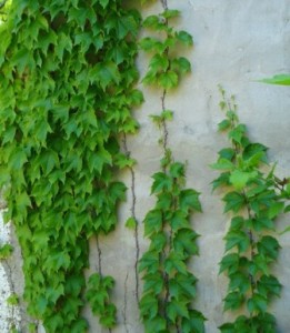 Parra pared