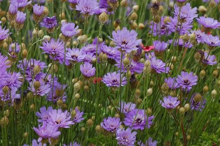 Hierba Cupido: Catananche Caerulea