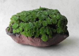 Planta de acento2