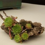 Kusamonos o plantas de acento 4