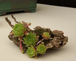 Planta de acento3