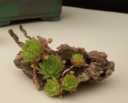 Kusamonos o plantas de acento