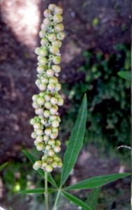 Sauzgatillo Vitex agnus-castus