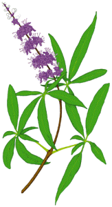 Vitex Agnus