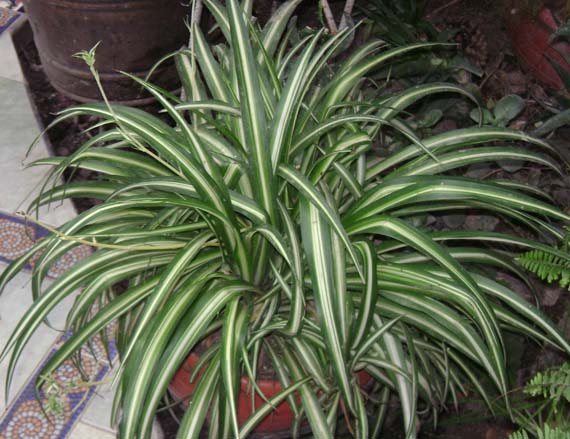 Consejos sencillos para mantener bien a una planta