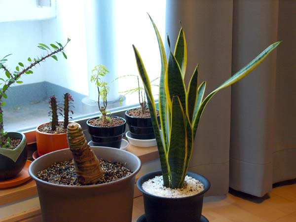 ¿Por qué deberíamos tener plantas en nuestro hogar?