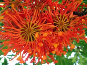 stenocarpus_sinuatus