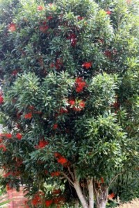 Árbol rueda de fuego