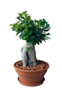 Bonsai Ginseng