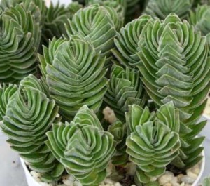 Crassula--Buddha_s