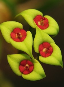Euphorbia Genoudiana