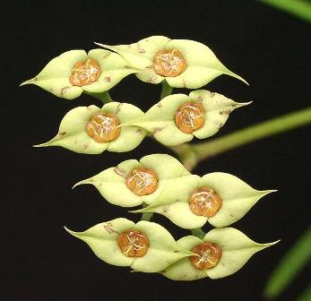 Euphorbia Genoudiana