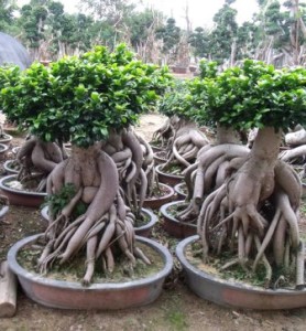 Ficus microcarpa