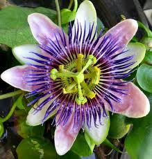 Pasiflora: flor de la pasión, flor de la tranquilidad