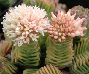 Floración crassula