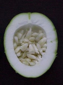 Fruto pasiflora