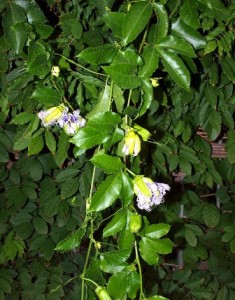 Pasiflora