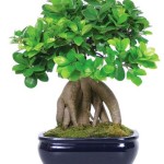 Ficus microcarpa ginseng 3