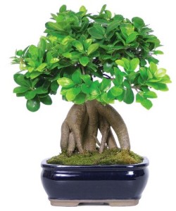 Raices Bonsai Ginseng