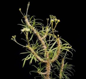 Tallo euphorbia