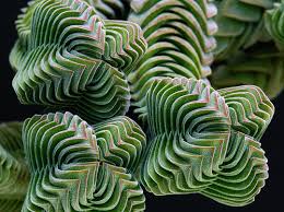 La Crassula Templo de Buda