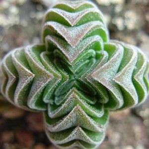 Vista crassula
