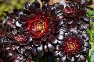 aeonium-arboreum-swarzkopf