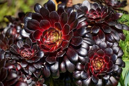 La rosa negra: Aeonium arboreum cabeza negra
