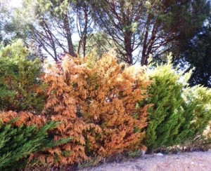 coniferas marrones