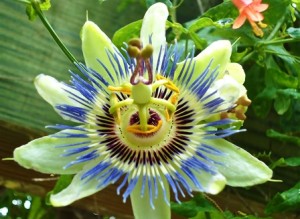 passion-flower