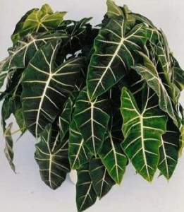 Alocasia