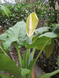 Alocasia-flor