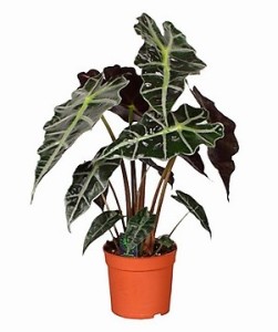Alocasia maceta