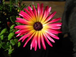 Dorotheanthus bellidiformis