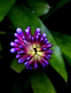 Flor-Aechmea