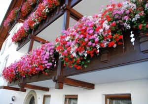 Flores colgantes
