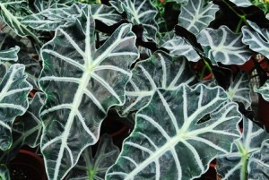 Hojas alocasia4